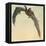 Pallid Bat-Louis Agassiz Fuertes-Framed Stretched Canvas