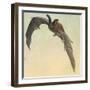 Pallid Bat-Louis Agassiz Fuertes-Framed Giclee Print