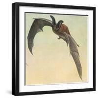 Pallid Bat-Louis Agassiz Fuertes-Framed Giclee Print