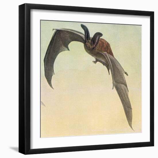 Pallid Bat-Louis Agassiz Fuertes-Framed Giclee Print