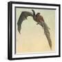 Pallid Bat-Louis Agassiz Fuertes-Framed Giclee Print