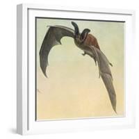 Pallid Bat-Louis Agassiz Fuertes-Framed Giclee Print