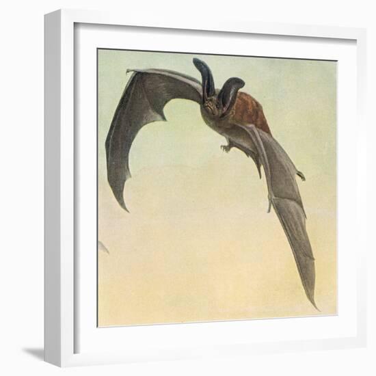 Pallid Bat-Louis Agassiz Fuertes-Framed Giclee Print