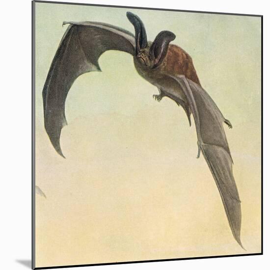 Pallid Bat-Louis Agassiz Fuertes-Mounted Giclee Print