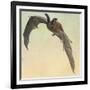 Pallid Bat-Louis Agassiz Fuertes-Framed Giclee Print