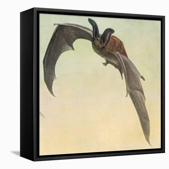 Pallid Bat-Louis Agassiz Fuertes-Framed Stretched Canvas