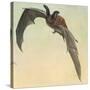 Pallid Bat-Louis Agassiz Fuertes-Stretched Canvas