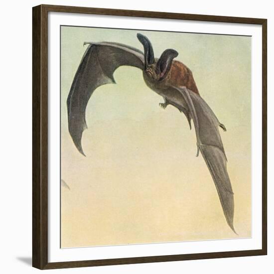 Pallid Bat-Louis Agassiz Fuertes-Framed Giclee Print