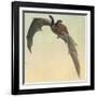 Pallid Bat-Louis Agassiz Fuertes-Framed Giclee Print