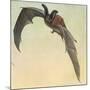 Pallid Bat-Louis Agassiz Fuertes-Mounted Giclee Print