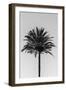 Palm_003-1x Studio III-Framed Photographic Print