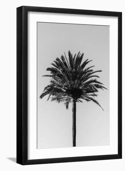 Palm_003-1x Studio III-Framed Photographic Print