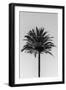 Palm_003-1x Studio III-Framed Photographic Print