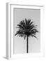 Palm_003-1x Studio III-Framed Photographic Print