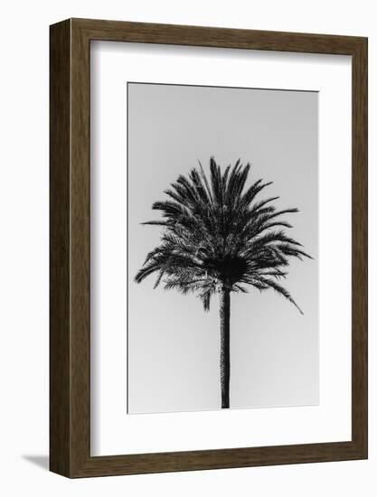 Palm_003-1x Studio III-Framed Photographic Print