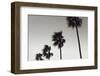 Palm_004-1x Studio III-Framed Photographic Print