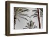 Palm_009-1x Studio III-Framed Photographic Print