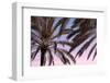 Palm_012-1x Studio III-Framed Photographic Print