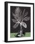 Palm 2-Savannah Miller-Framed Art Print