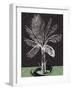 Palm 2-Savannah Miller-Framed Art Print