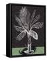 Palm 2-Savannah Miller-Framed Stretched Canvas
