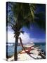 Palm and a Hammock Flamingo Beach Aruba-George Oze-Stretched Canvas