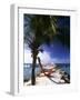 Palm and a Hammock Flamingo Beach Aruba-George Oze-Framed Photographic Print