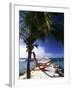 Palm and a Hammock Flamingo Beach Aruba-George Oze-Framed Photographic Print