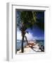 Palm and a Hammock Flamingo Beach Aruba-George Oze-Framed Photographic Print