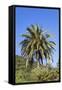 Palm and Cacti, La Palma, Canary Islands, Spain, Europe-Gerhard Wild-Framed Stretched Canvas