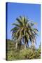 Palm and Cacti, La Palma, Canary Islands, Spain, Europe-Gerhard Wild-Stretched Canvas