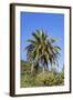 Palm and Cacti, La Palma, Canary Islands, Spain, Europe-Gerhard Wild-Framed Photographic Print