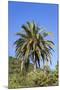 Palm and Cacti, La Palma, Canary Islands, Spain, Europe-Gerhard Wild-Mounted Photographic Print