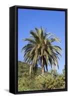 Palm and Cacti, La Palma, Canary Islands, Spain, Europe-Gerhard Wild-Framed Stretched Canvas