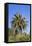 Palm and Cacti, La Palma, Canary Islands, Spain, Europe-Gerhard Wild-Framed Stretched Canvas