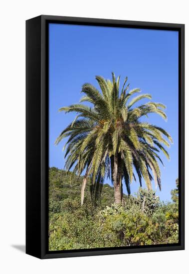 Palm and Cacti, La Palma, Canary Islands, Spain, Europe-Gerhard Wild-Framed Stretched Canvas