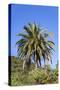 Palm and Cacti, La Palma, Canary Islands, Spain, Europe-Gerhard Wild-Stretched Canvas