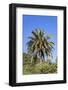 Palm and Cacti, La Palma, Canary Islands, Spain, Europe-Gerhard Wild-Framed Photographic Print