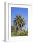 Palm and Cacti, La Palma, Canary Islands, Spain, Europe-Gerhard Wild-Framed Photographic Print