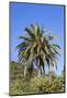 Palm and Cacti, La Palma, Canary Islands, Spain, Europe-Gerhard Wild-Mounted Photographic Print