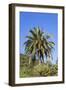 Palm and Cacti, La Palma, Canary Islands, Spain, Europe-Gerhard Wild-Framed Photographic Print