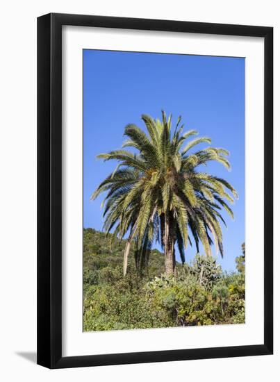 Palm and Cacti, La Palma, Canary Islands, Spain, Europe-Gerhard Wild-Framed Photographic Print