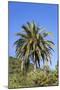 Palm and Cacti, La Palma, Canary Islands, Spain, Europe-Gerhard Wild-Mounted Photographic Print
