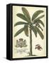 Palm and Crest II-null-Framed Stretched Canvas