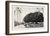 Palm and Sycamore, Thinnest and Thickest of the Trees of the Nile Valley. Egypt, 1879-null-Framed Giclee Print