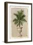 Palm Appeal II-Welby-Framed Art Print