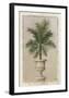 Palm Appeal II-Welby-Framed Art Print