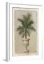 Palm Appeal II-Welby-Framed Art Print