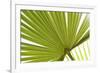 Palm (Arecaceae sp.) close-up of backlit leaves-David Burton-Framed Photographic Print