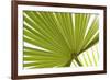 Palm (Arecaceae sp.) close-up of backlit leaves-David Burton-Framed Photographic Print